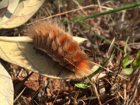 Orange hairy caterpillar on a dry leaf