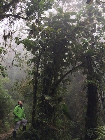 Researcher looking up into a misty cloud forest