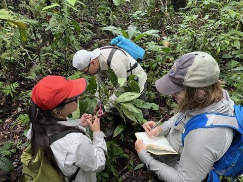 Three researchers crouched over a plant taking notes
