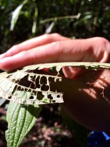 Leaf with many holes from insect feeding held up to the light