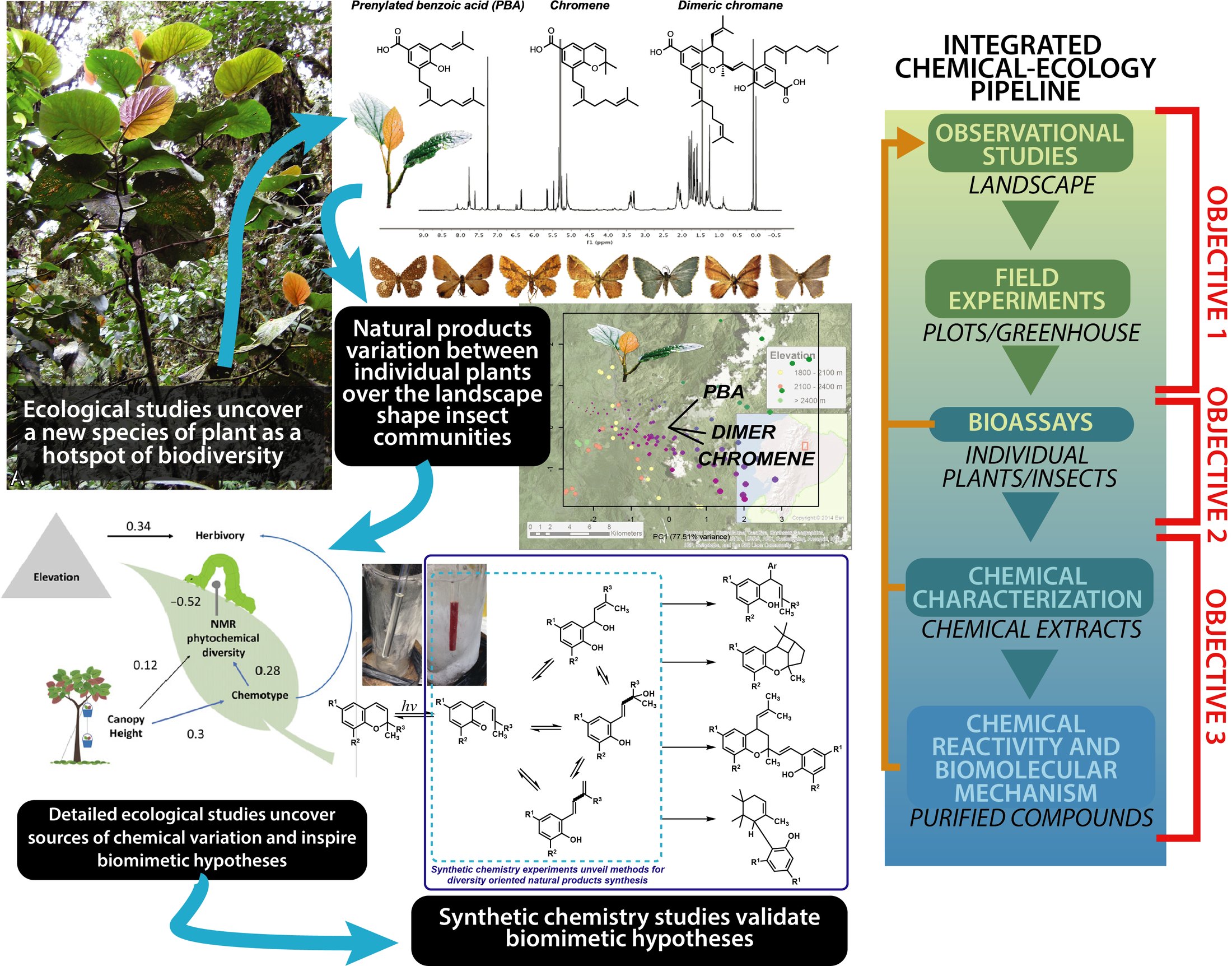 Infographic linking field ecology of Piper kelleyi, 1H NMR profiles of prenylated benzoic acids, chromenes and dimeric chromanes, insect communities, landscape maps and biomimetic synthesis in an integrated chemical-ecology pipeline