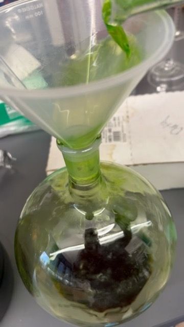 Green plant extract being filtered into a round-bottom flask