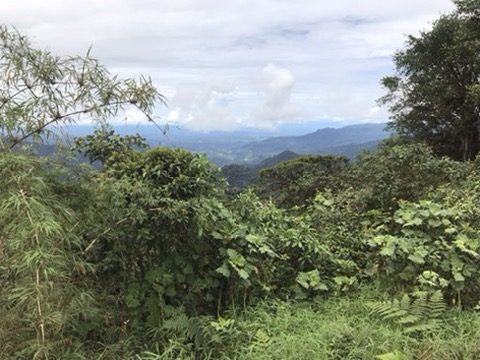 Cloud-covered mountains above dense forest