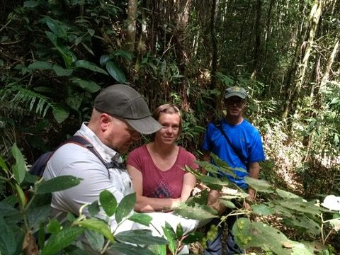 Three researchers among large Piper leaves in the forest