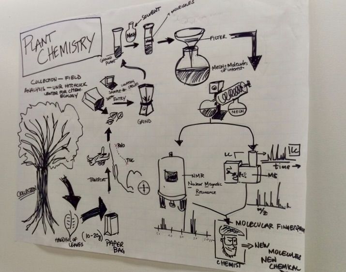 Hand-drawn workflow from leaf collection through extraction, NMR and LC-MS to new molecules