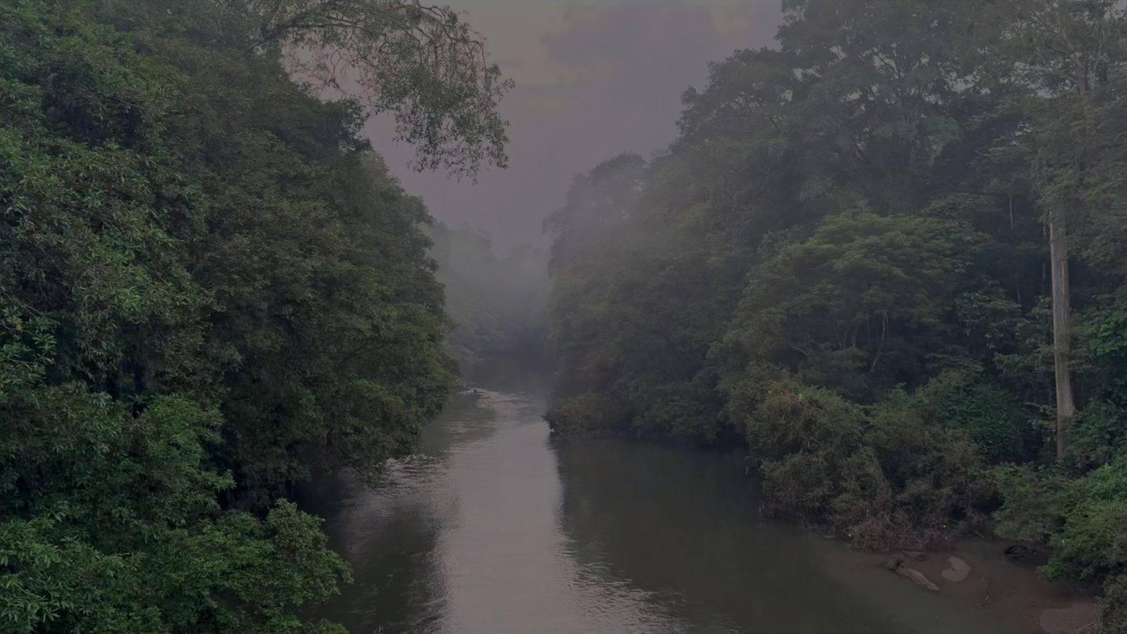Misty river lined with rainforest at dawn