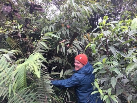 Researcher in a red hat with a machete among ferns